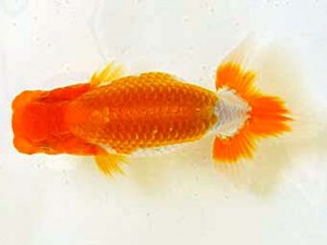 広島らんちゅう会　西大関　福田洋二