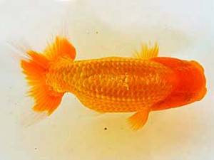 広島らんちゅう会　立行司　玉川員登