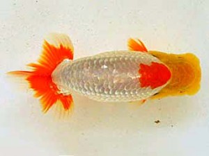 広島らんちゅう会　取締一　上野 博