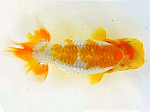 広島らんちゅう会　取締二　岩崎正樹
