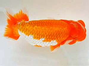 広島らんちゅう会　東大関　友松祐治