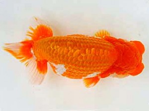 広島らんちゅう会　西大関　平内薫史