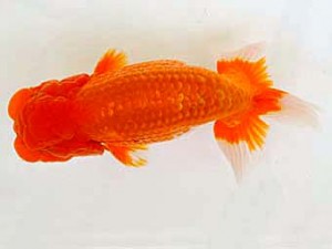 広島らんちゅう会　立行司　垣内田 睦