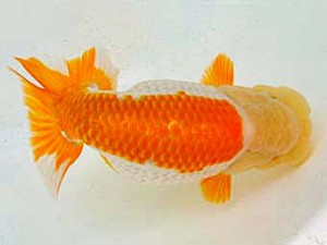 広島らんちゅう会　取締一　武田悦男