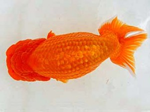 広島らんちゅう会　中島健一郎