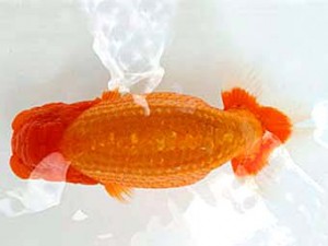 広島らんちゅう会　西大関　岩崎正樹