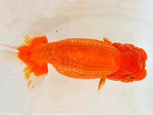 広島らんちゅう会　立行司　垣内田 睦