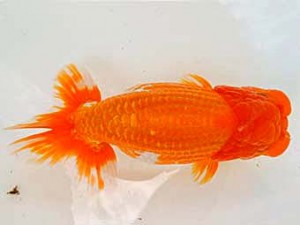 広島らんちゅう会　取締二　賀谷和大