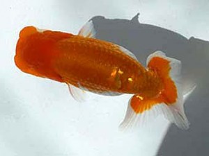 観魚会 西大関　篠　孝利