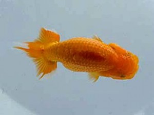 観魚会 立行司　芳賀孝泰