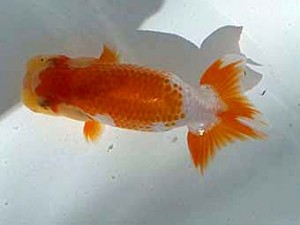 観魚会 取締一　佐藤伊助