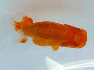 観魚会 取締二　清水　健