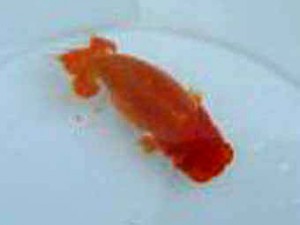 観友らんちう会　一位　相馬健一