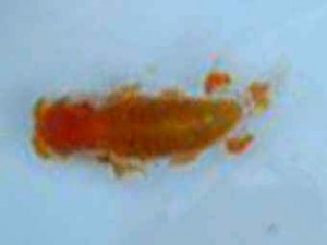 観友らんちう会　二位　渡辺欣弥