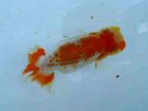 観友らんちう会　四位　福沢　誠