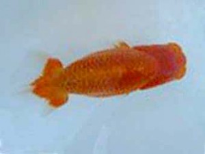 観友らんちう会　五位　相馬健一