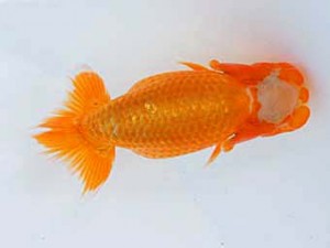 錦蘭会 西大関 西口武志 錦蘭会 西大関 西口武志