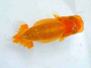 錦蘭会 東大関 朝岡昌和 錦蘭会 東大関 朝岡昌和