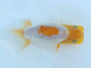 錦蘭会 西大関 柳 達基 錦蘭会 西大関 柳 達基