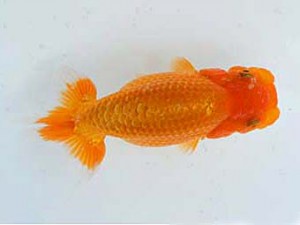 錦蘭会 立行司 伊東敬光 錦蘭会 立行司 伊東敬光