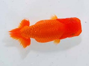 錦友会 東大関　小粥丑三