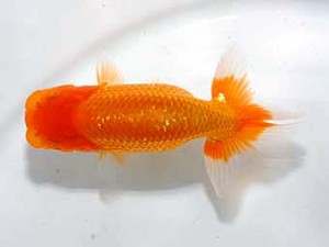 錦友会 勧進元一　飯島紳一