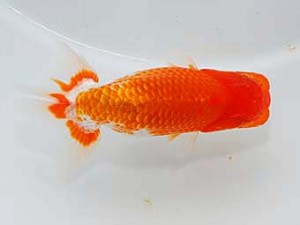 錦友会 行司三　伊藤三郎