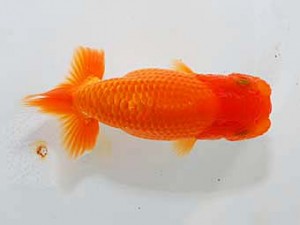 錦友会 脇行司一　平野睦二