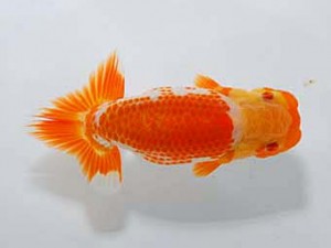 錦友会 脇行司二　山口伊佐夫