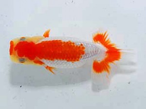 錦友会 西大関　服部充宏