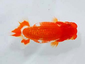 錦友会 立行司　松田力三