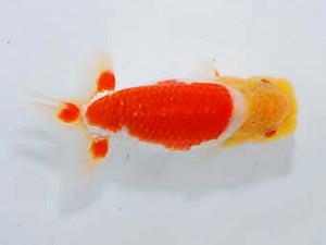 錦友会 取締一　平野睦二