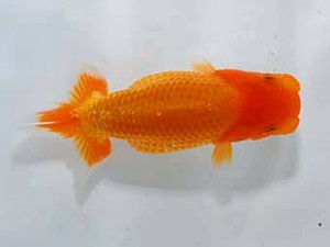 錦友会 取締二　小澤忠幸