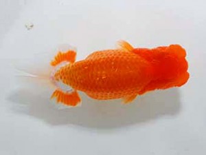 錦友会 東関脇　杉浦久敏