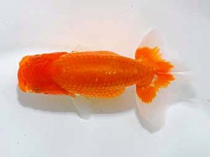 錦友会 東小結　二橋敏郎