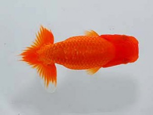 錦友会 西小結　小粥丑三