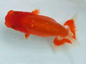 紀州らんちゅう同好会　東大関　小谷浩治