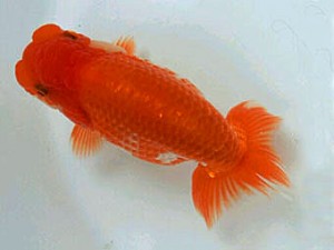 紀州らんちゅう同好会　西大関　岸崎朋生