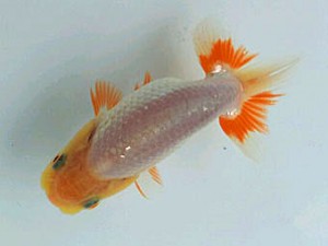 紀州らんちゅう同好会　立行司　伊藤小雪