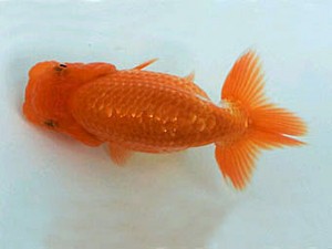 紀州らんちゅう同好会　東取締　中村朋孝