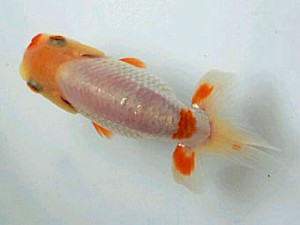 紀州らんちゅう同好会　西取締　宮戸健次