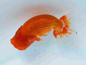 好鱗会　第二回研究会　第1席　佐藤徳正