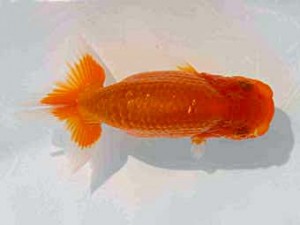 好鱗会　第二回研究会　第2席　須田友一郎