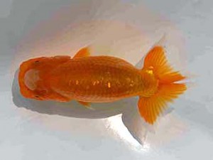 好鱗会　第二回研究会　第3席　田家　淳