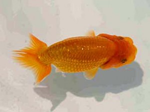 好鱗会　第二回研究会　第5席　佐野　勝