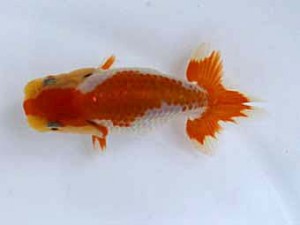 南予らんちゅう会　第三席　鈴木美花