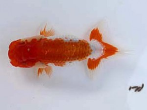 南予らんちゅう会　第五席　尾上盛利