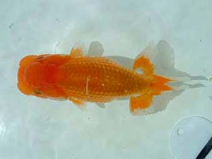 岡山錦鱗会 第一席 笹井史治 岡山錦鱗会 第一席 笹井史治