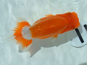 岡山錦鱗会 六席 三宅一夫 岡山錦鱗会 六席 三宅一夫