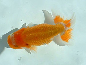 岡山錦鱗会 一席 石村俊夫 岡山錦鱗会 一席 石村俊夫